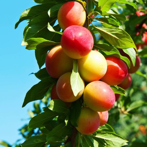 Fruits-of-plum.jpg