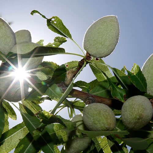 badam-kood.jpg