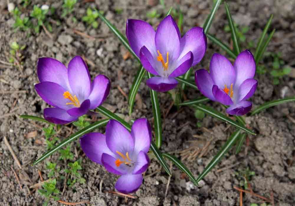 crocuses-1280 (1)